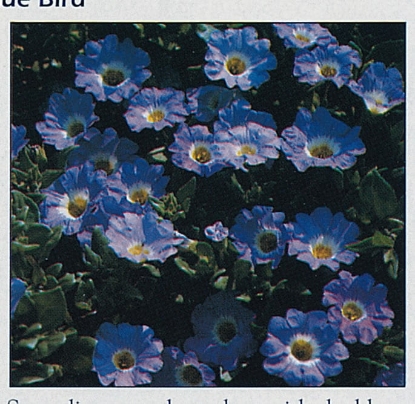 Picture of Nolana - Blue Bird